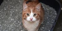 Red cat