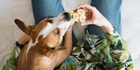 Pueden los perros comer frutas