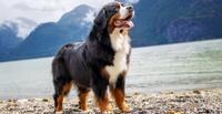 A dog standing the on edge of a lake with mountains in the background