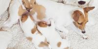 jack russel terrier amamantando tres cachorros