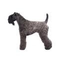 Kerry Blue Terrier