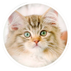 Gatito