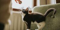 cat tail communication