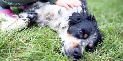 A dog with blue, brown and white fur lays down in the grass. Their eyes are prominent, a reminder that glaucoma can affect dogs.