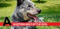 Australian Cattle Dog