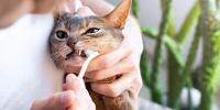 A close-up of a cat getting its teeth brushed