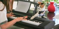 owner playing piano with calico cat sitting on piano pawing at piano keys
