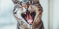 gato con rayas que sisea con la boca abierta