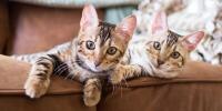 2 cats