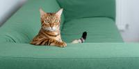 striped cat sitting on green couch