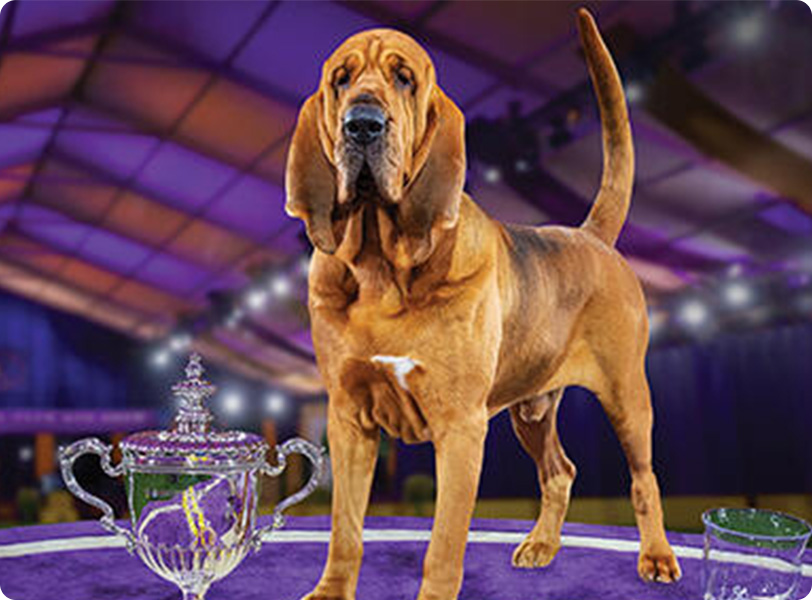 Purina Dog Shows & Events Purina US