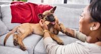 puppy chewing toy on couch