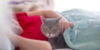 The gray cat is lying down