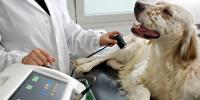 veterinarian performing ultrasound on spaniel's knee