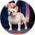 Winston, a French Bulldog, Non-Sporting Group Winner