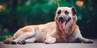 dog laying outside on ground