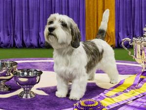WKC Champion Buddy Holly in the Winner's Circle