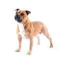 Staffordshire Bull Terrier
