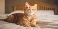 Cat laying on bed 