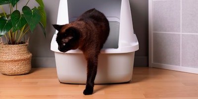 cat stepping out of litter box