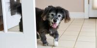 Old dog pacing