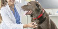 veterinarian using stethoscope on chocolate labrador dog