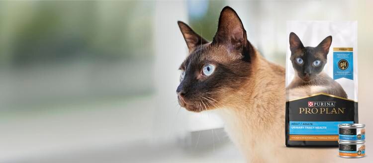 uth cat food banner
