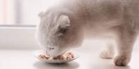 El mejor tipo de recipiente para gatos: plato o tazón