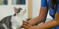 Un gato en el veterinario