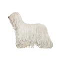 Komondor