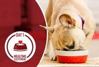 puppy eating out of food bowl