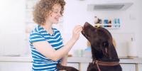 woman with red hair feeding a brown labrador a ripe tomato
