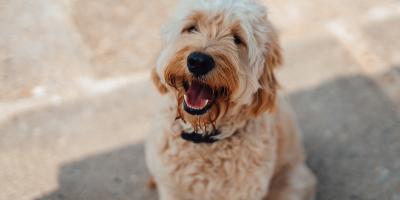 A dog with it's mouth open