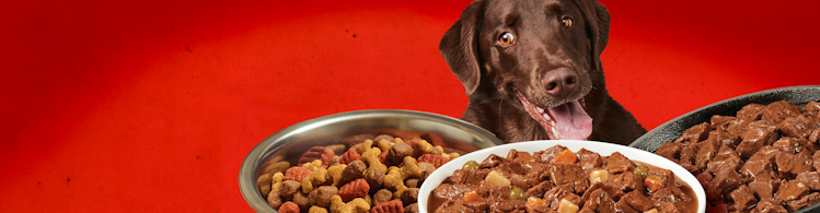 tres fórmulas diferentes de alimento para perros Alpo frente a un labrador color chocolate feliz sobre fondo rojo