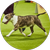 Frankie, a Colored Bull Terrier