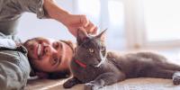 owner petting a gray cat