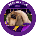 Wasabi, ganador del grupo de perros miniatura y del premio al mejor espectáculo