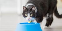 Black and white cat with a bowl