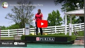 Incredible Performing Pets