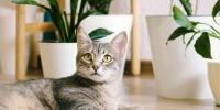 Cat Spraying: Why Cats Spray & How to Control It