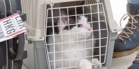 Traveling with Cats