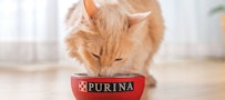cat eating Friskies cat food from Purina branded bowl