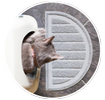 overhead shot of a cat stepping out of the box