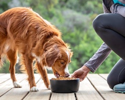 Owner feeding dog