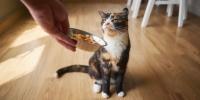 tortoise shell cat being given cat food in a silver bowl