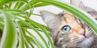 gato gris escondido en una planta de interior