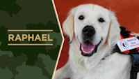 Service Dog Salute Raphael