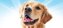 About DentaLife Treats Dog