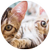 Cat Activities