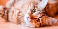 Striped cat laying on floor